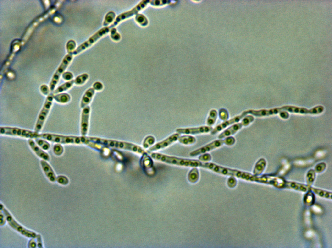 Antimykoticum 5-Fluorocytosin (Oral Antimycotic Agent, 5-Fluorocytosine)