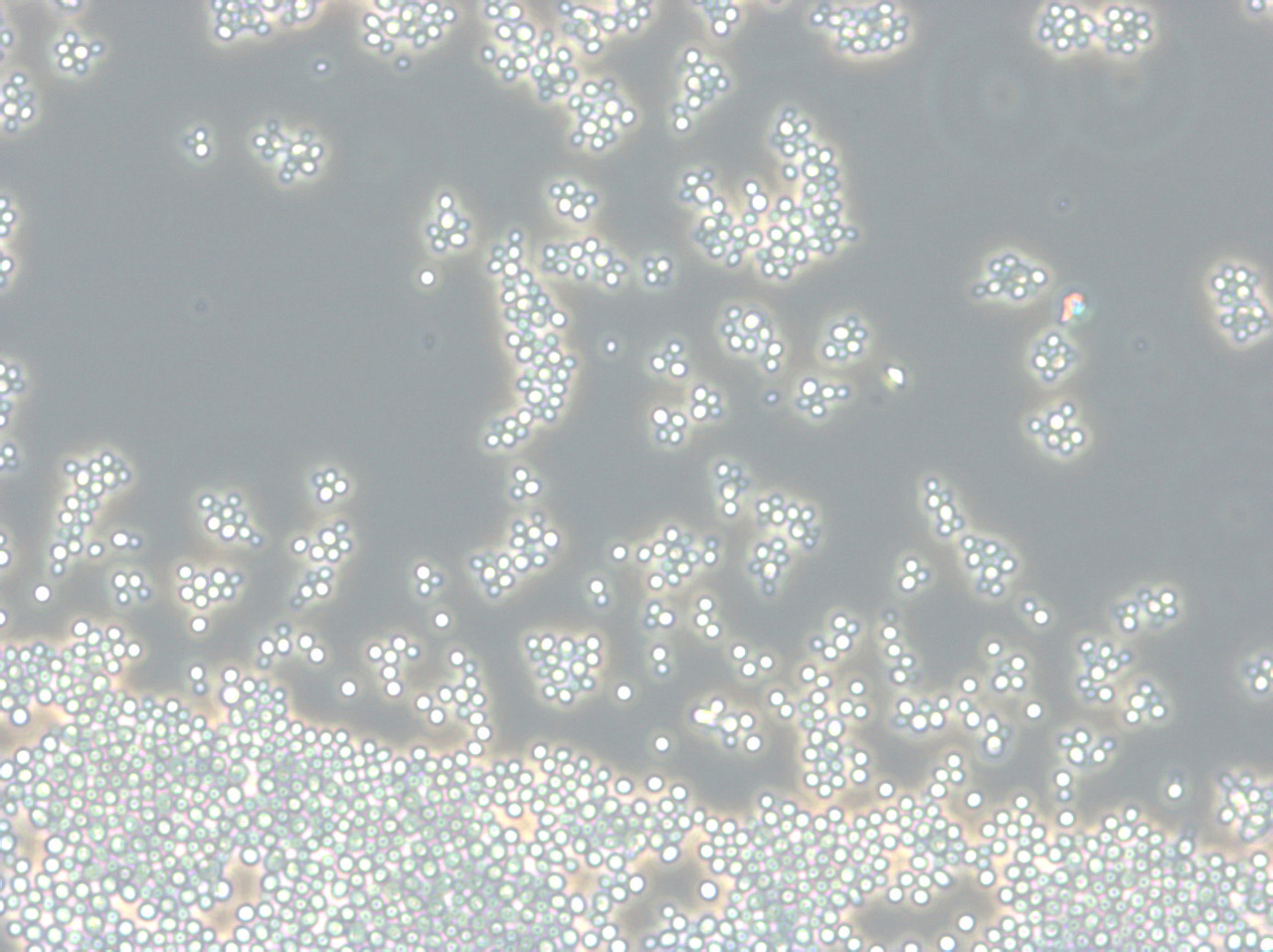 Zerstörung von Candida albicans auf Schleimhäuten durch Amphotericin B